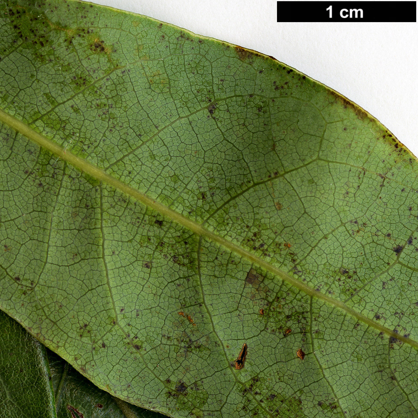 High resolution image: Family: Lauraceae - Genus: Dodecadenia - Taxon: grandiflora